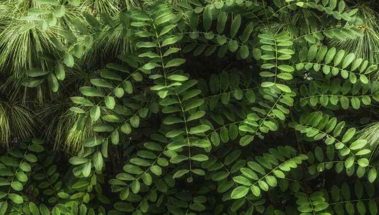 The hidden power of trees: the acacia