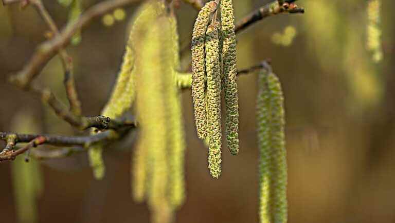 The hidden power of trees: the alder