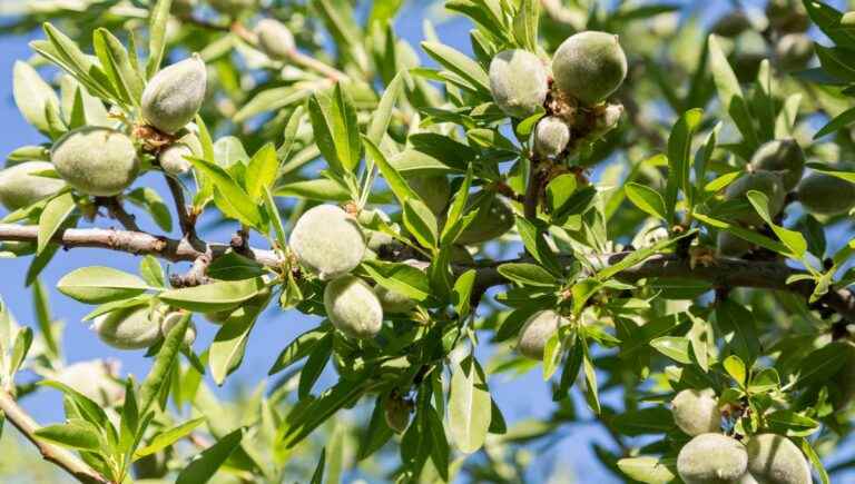 The hidden power of trees: the almond tree