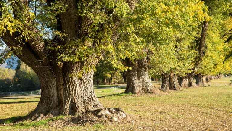 The hidden power of trees: the elm