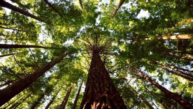 The hidden power of trees: the redwood