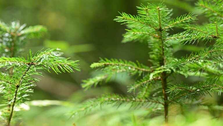 The hidden power of trees: the spruce