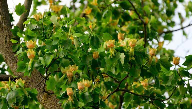 The hidden power of trees: the tulip tree