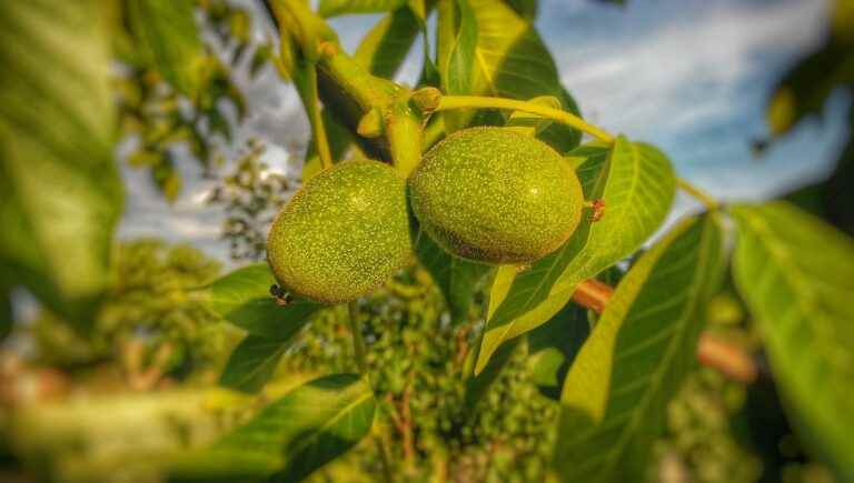 The hidden power of trees: the walnut tree