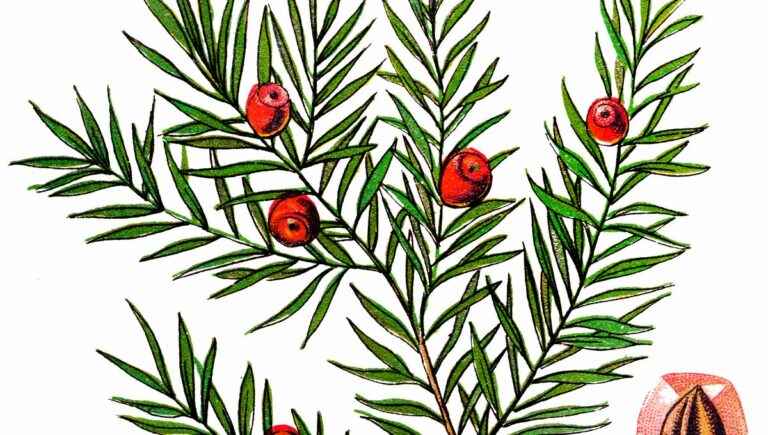 The hidden power of trees: yew