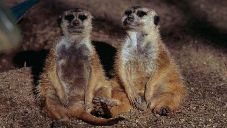 The life of the female Meerkat is not easy every day