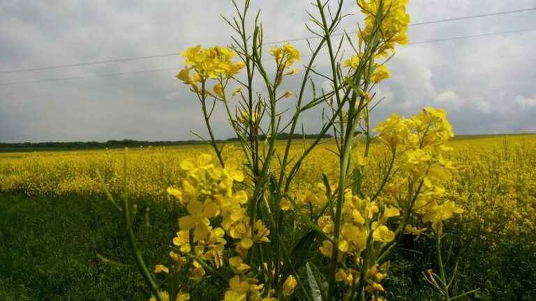 The mustard seed harvest reaches new heights in Burgundy