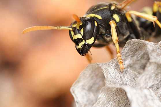 The paper wasp capable of abstraction