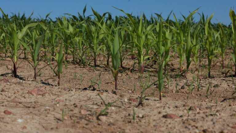 “The plants can’t do it anymore”, farmers fear a bad year for harvests