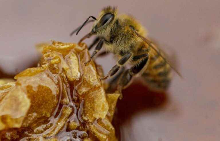 The proliferation of a species of mite has harmed bee colonies