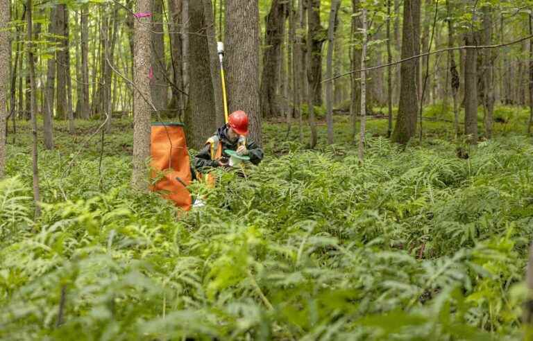 The signs of a decline in insects are piling up in Quebec