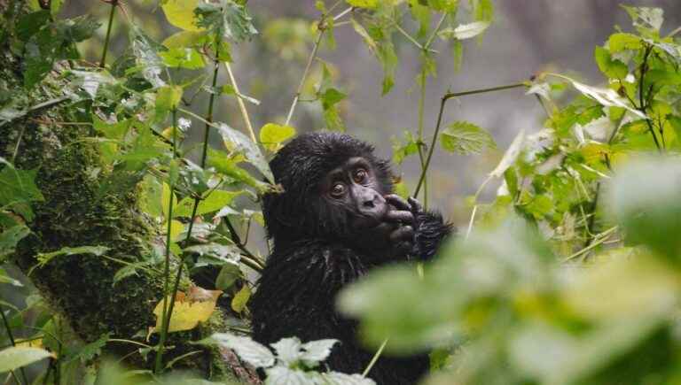 The unforgettable story of baby Gorilla abandoned by his family and raised by caregivers