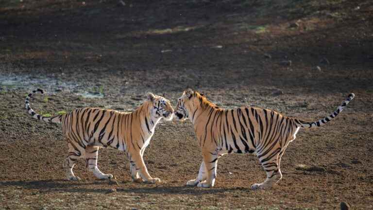 There are more wild tigers in the world than previously thought