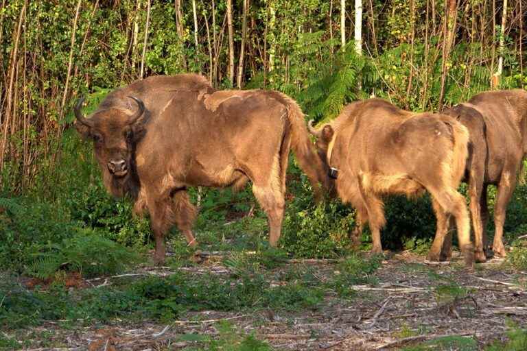 Three European bison reintroduced to England