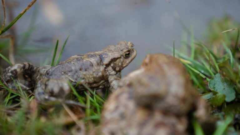 Toads, amphibians to protect