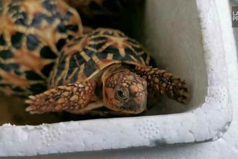 Turtles rescued from smuggler at Bangkok airport