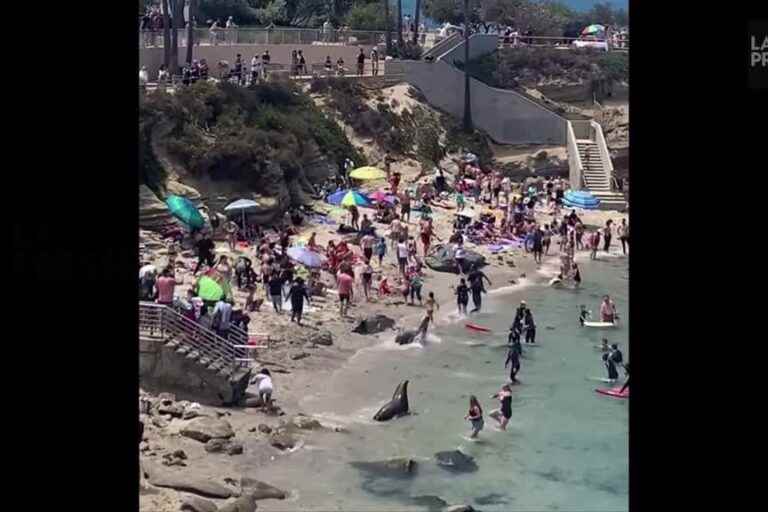 Two sea lions cause panic on San Diego beach