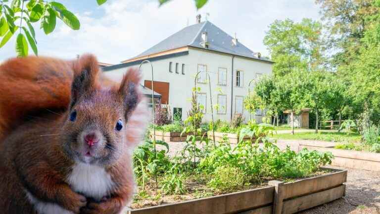 Visits, entertainment, the Moulin de Buding is celebrating all this summer 2022!