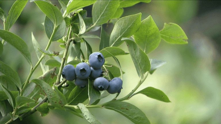 Vosges: blueberry picking is in full swing