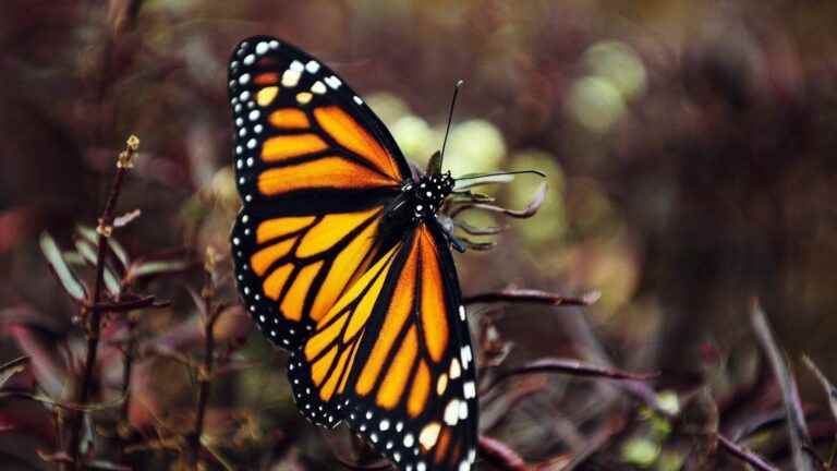 “We can really bring back biodiversity if we pay a little attention” pleads the president of the National Museum of Natural History