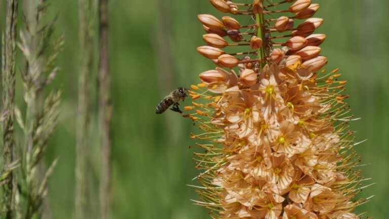 Welcoming and protecting wild bees