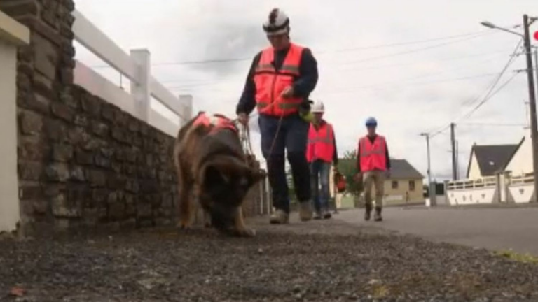 When dogs… detect water leaks by sniffing