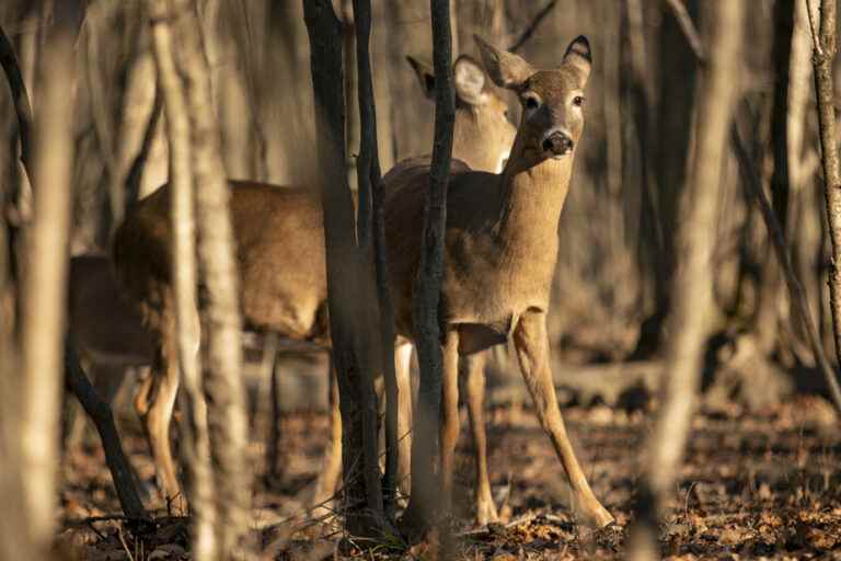 White-tailed deer |  Longueuil wants a “controlled hunt” this fall, without firearms