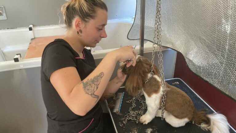 With the heat, many doggies come to get rid of their hair at Marine, groomer in Herbignac