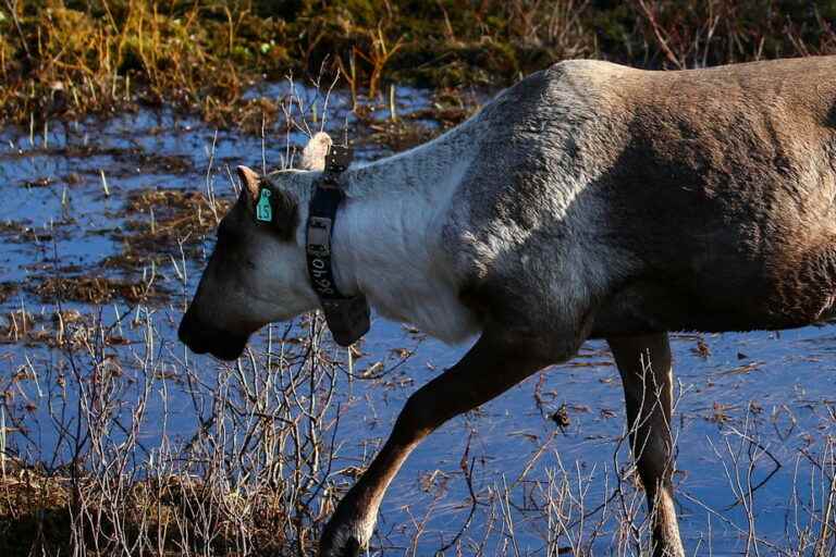 Woodland caribou |  births in captivity