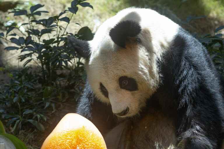 World’s oldest panda in captivity dies at 35