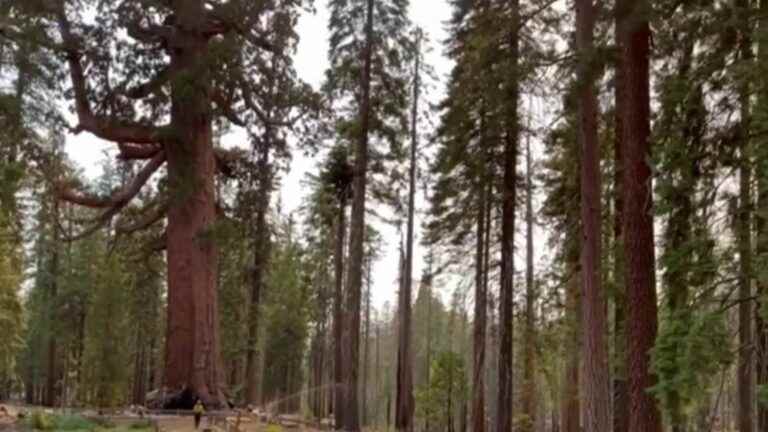 Yosemite redwoods threatened by California fires