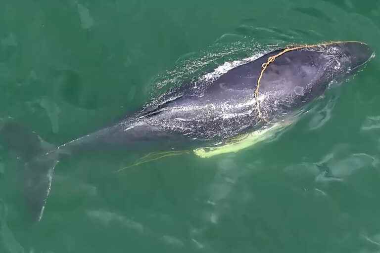 Young whale entangled in a cable |  Research suspended due to unfavorable weather