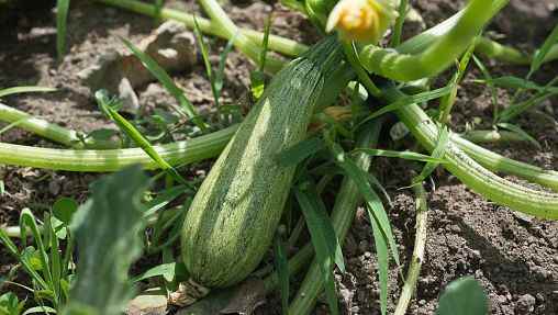 Zucchini from all angles