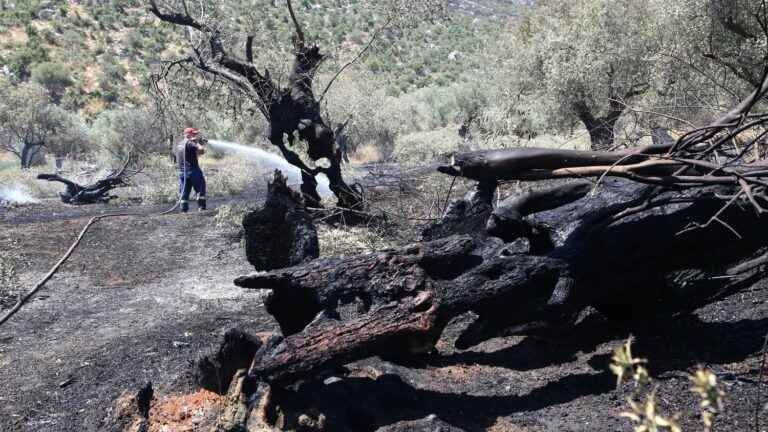 a forest fire threatens a large olive grove in the center of the country