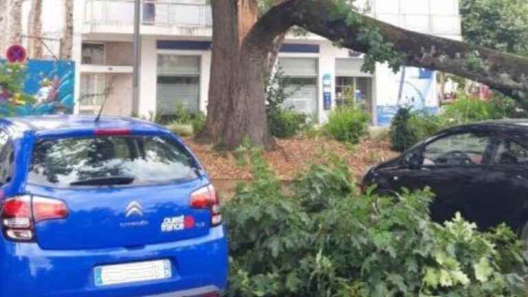 a tree splits and falls on a car