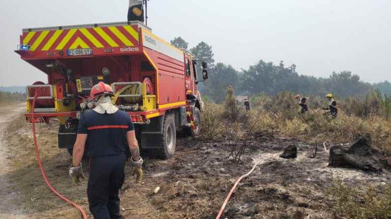 after the fires in Gironde, the long and costly stage of reforestation