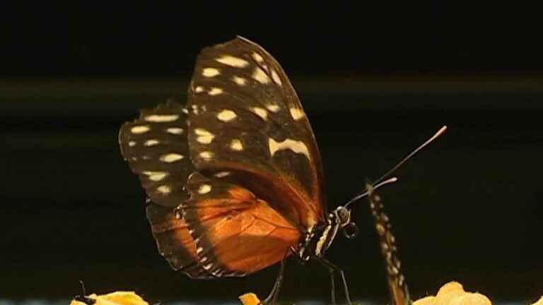 an alert study on the slow disappearance of butterflies