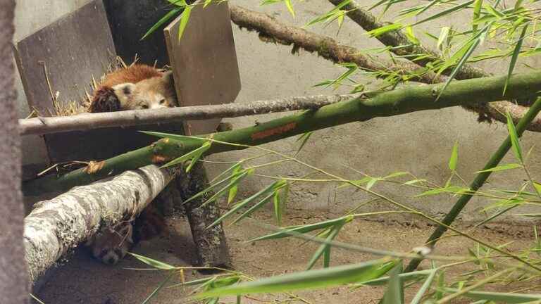 animals from the Arcachon zoo collected at the Parc du Reynou in Haute-Vienne