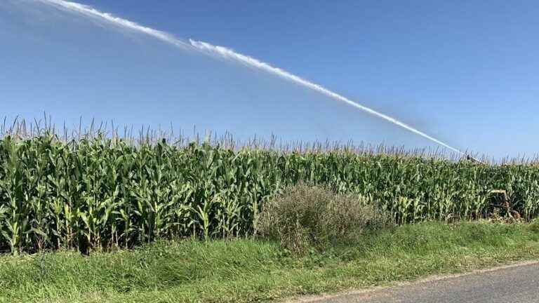 corn producers continue to water despite the drought alert in Alsace