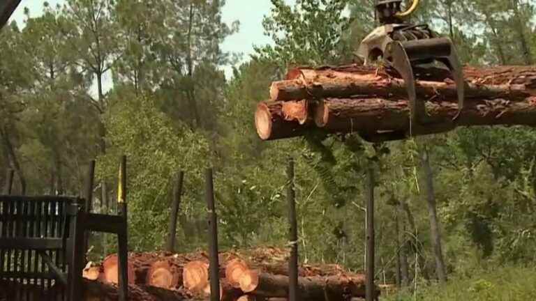 cut trees, new strategy to slow the fire