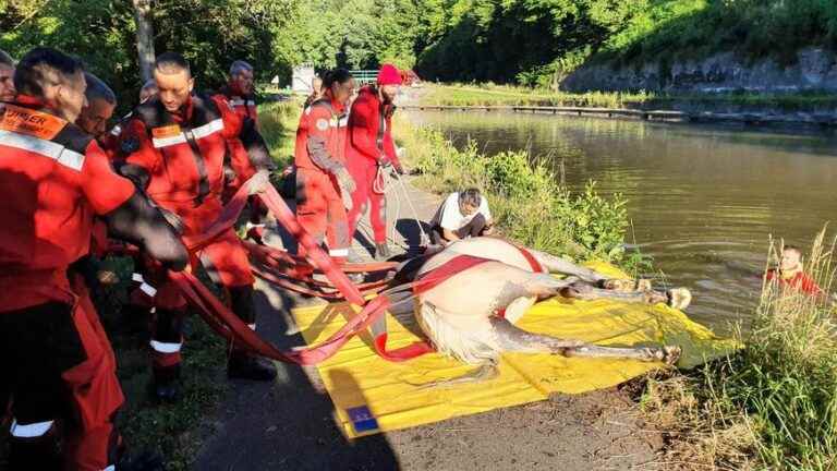 firefighters rescue a horse that fell into the canal