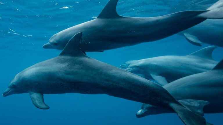 franceinfo junior.  How to listen to the sounds of the ocean?