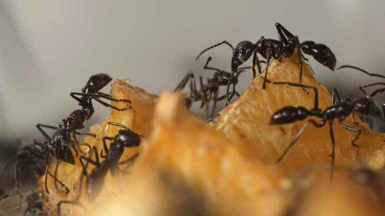 franceinfo junior.  Welcome to the little world of ants