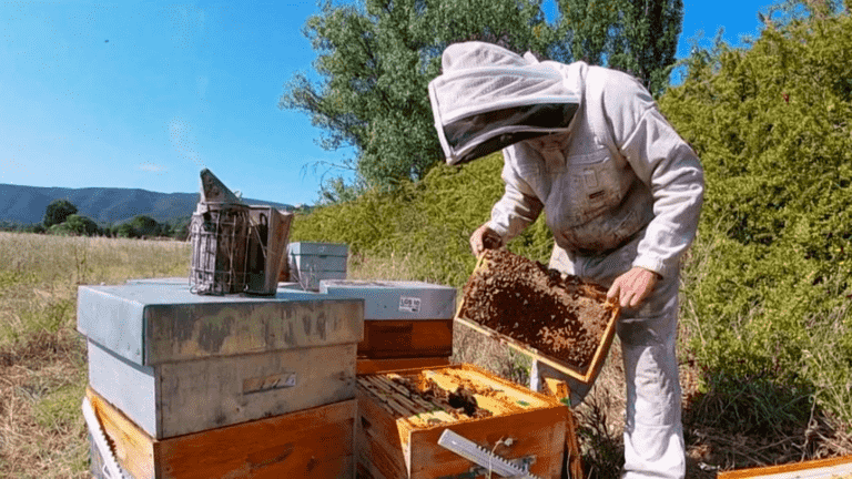 honey production threatened by high heat