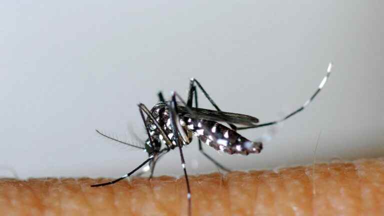 beware of the tiger mosquito, potentially vector of virus