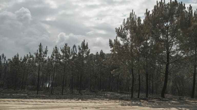 how to restore a forest after a fire?