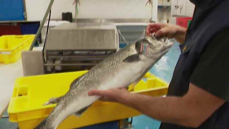 in Finistère, with hook-and-line bass enthusiasts