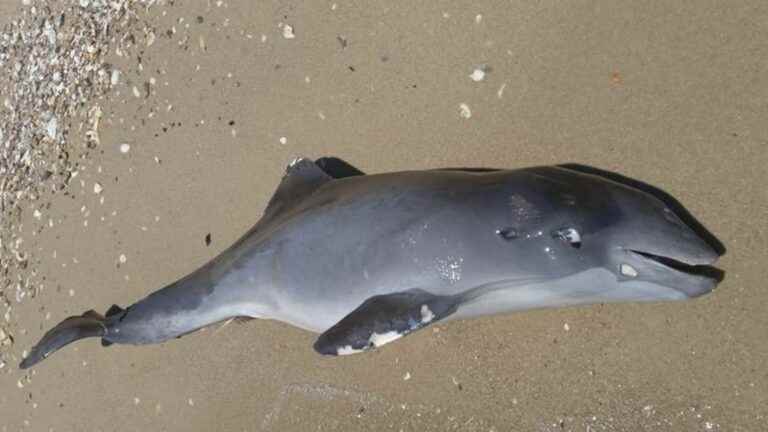 in the Black Sea, dolphins collateral victims of the war in Ukraine