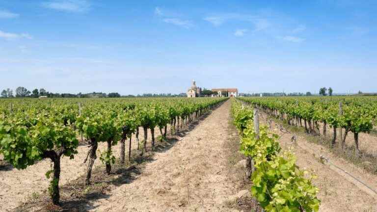 in the Camargue, the salt destroys the vines with “a brilliance and a scale” never observed