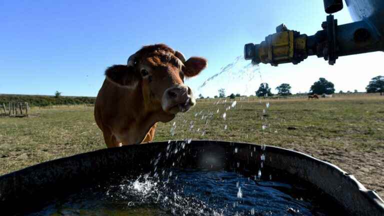 it is necessary “to ensure animal well-being during this period”, warns an agroclimatologist